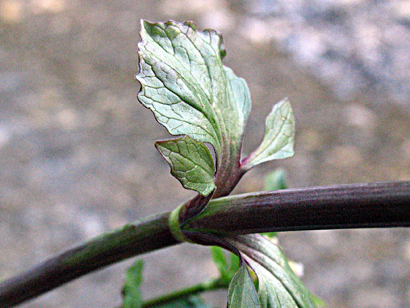 Valeriana tripteris L. / Valeriana trifogliata
